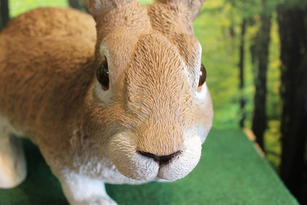 Hase 